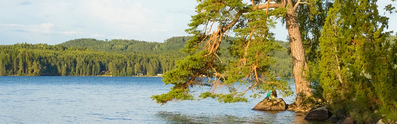 skog och sjö