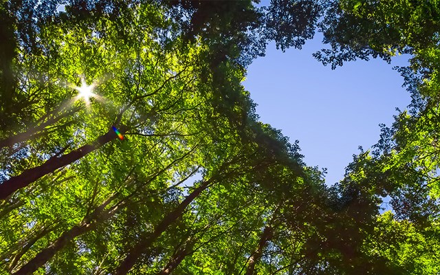 Hållbarhetsrappor med skog bakom